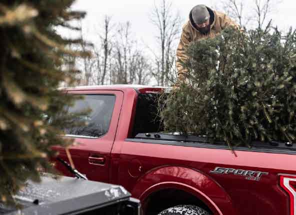 A christmas tree in the back of a truck.